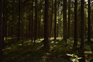 Ormanda ağaçların arasından kırma güneş