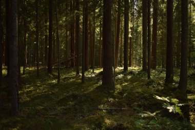 Ormanda ağaçların arasından kırma güneş