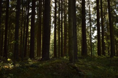 Ormanda ağaçların arasından kırma güneş