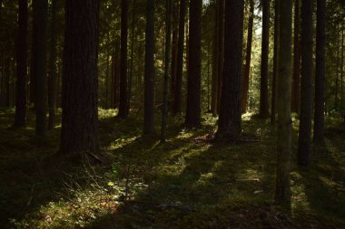 Ormanda ağaçların arasından kırma güneş