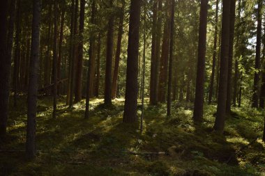 Güneş ağaçların arasından kırma