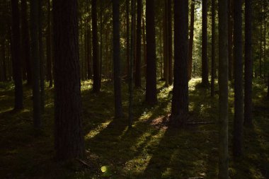 Güneş ağaçların arasından kırma