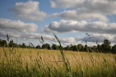 Kara bulutlar üzerinde bir kırpma alanı haddeleme