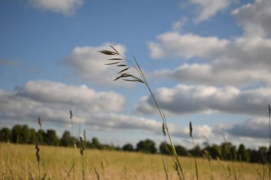 Kara bulutlar üzerinde bir kırpma alanı haddeleme