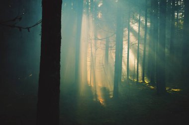 Sis bombası etkisi sonra. Beyaz sis bombası icar sonra ne zaman güneş ağaçlar ve duman kırmaya çalışıyordum epik anı yakalamak başardı.