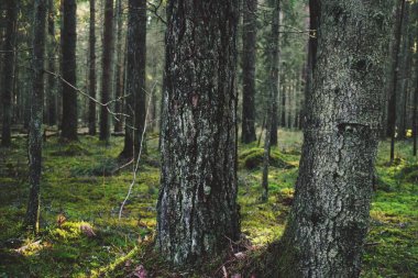 Ormanda sıraya ağaçlar.