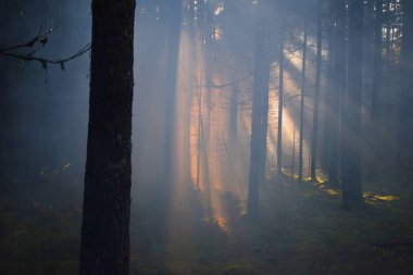 Ormanın içinde sis bombası etkisi sonra. Ben bu otelde güneş ağaçların arasından kırılma an şaşırtıcı yakalamak için manged beyaz sis bombası icar sonra.