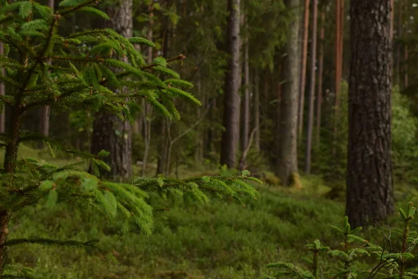 Sakin ve boş orman doğa