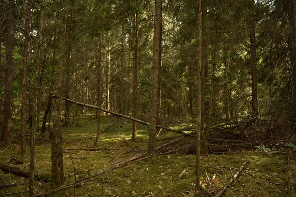 Ormandaki yaz yürüyüş. Kırılmış ağaçlar, Güneş ışınları ve boş yollar.