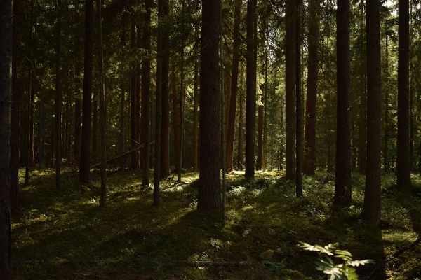 Ormanda ağaçların arasından kırma güneş
