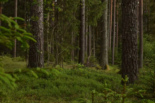 Rustige Lege Bos Natuur Stockfoto