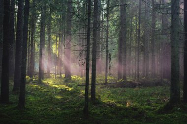 Ormanın içinde sis bombası etkisi sonra. Muhteşem bir gün duman bombaları, farklı renkler ile çekim vardı. Ne zaman güneş ağaçlar ve duman aracılığıyla kırılma oldu inanılmaz bir an yakaladı.