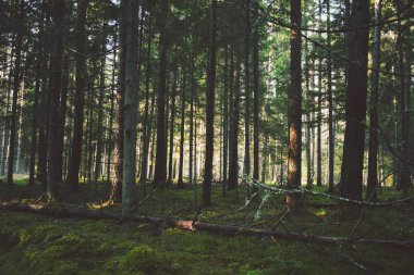 Yalnızca ormandaki ağaçlar