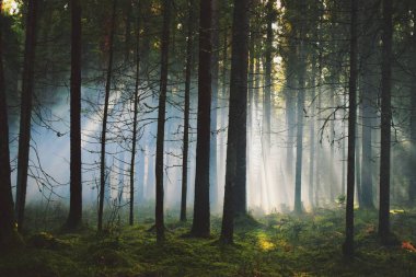 Ormanın içinde sis bombası etkisi sonra. Muhteşem bir gün duman bombaları, farklı renkler ile çekim vardı. Ne zaman güneş ağaçlar ve duman aracılığıyla kırılma oldu inanılmaz bir an yakaladı.
