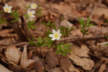 Bahar oldu ve her şey çiçeklenmeye başlamıştı.