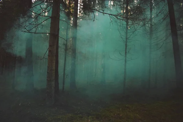 Nach Rauchbomben Effekt Wald — Stockfoto
