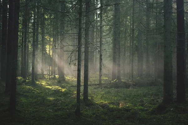 Ormanın içinde sis bombası etkisi sonra. Muhteşem bir gün duman bombaları, farklı renkler ile çekim vardı. Ne zaman güneş ağaçlar ve duman aracılığıyla kırılma oldu inanılmaz bir an yakaladı.
