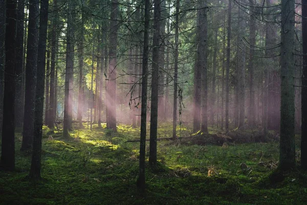 Ormanın içinde sis bombası etkisi sonra. Muhteşem bir gün duman bombaları, farklı renkler ile çekim vardı. Ne zaman güneş ağaçlar ve duman aracılığıyla kırılma oldu inanılmaz bir an yakaladı.