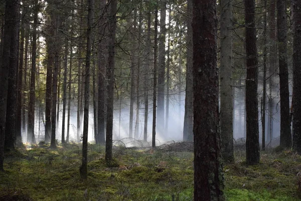 Duman el bombası ile inanılmaz bir photoshoot vardı. Güneş ağaçlar ve duman yoluyla kırılma oldu sonra muhteşem bir an ormanda yakalandı.