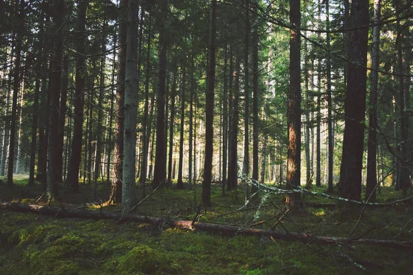 Yalnızca ormandaki ağaçlar