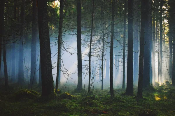 Dýmovnice Efekt Lese Měl Úžasný Den Fotografování Kouřové Granáty Různé — Stock fotografie