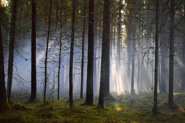 Ormanın içinde sis bombası etkisi sonra. Muhteşem bir gün duman bombaları, farklı renkler ile çekim vardı. Ne zaman güneş ağaçlar ve duman aracılığıyla kırılma oldu inanılmaz bir an yakaladı.