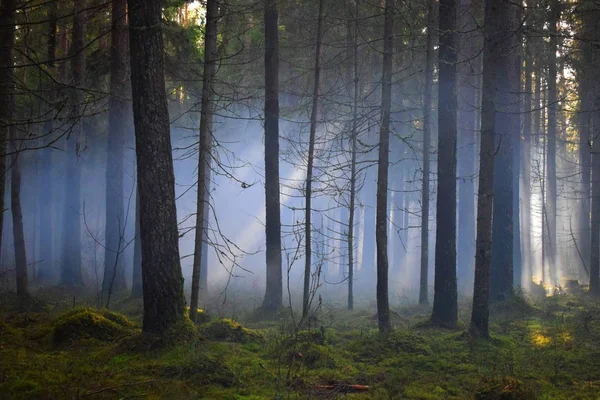Rook Granaat Effect Het Forest Had Een Geweldige Dag Schieten — Stockfoto