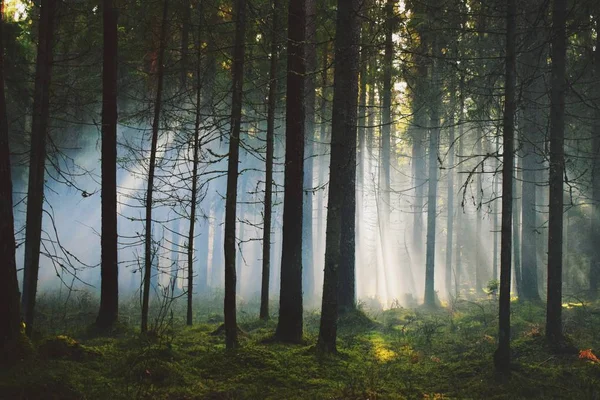 Ormanın içinde sis bombası etkisi sonra. Muhteşem bir gün duman bombaları, farklı renkler ile çekim vardı. Ne zaman güneş ağaçlar ve duman aracılığıyla kırılma oldu inanılmaz bir an yakaladı.