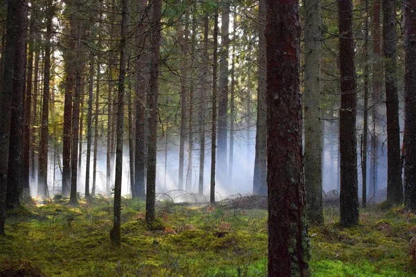 Ormanın içinde sis bombası etkisi sonra. Muhteşem bir gün duman bombaları, farklı renkler ile çekim vardı. Ne zaman güneş ağaçlar ve duman aracılığıyla kırılma oldu inanılmaz bir an yakaladı.
