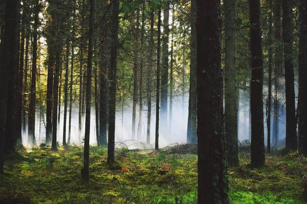 Ormanın içinde sis bombası etkisi sonra. Muhteşem bir gün duman bombaları, farklı renkler ile çekim vardı. Ne zaman güneş ağaçlar ve duman aracılığıyla kırılma oldu inanılmaz bir an yakaladı.