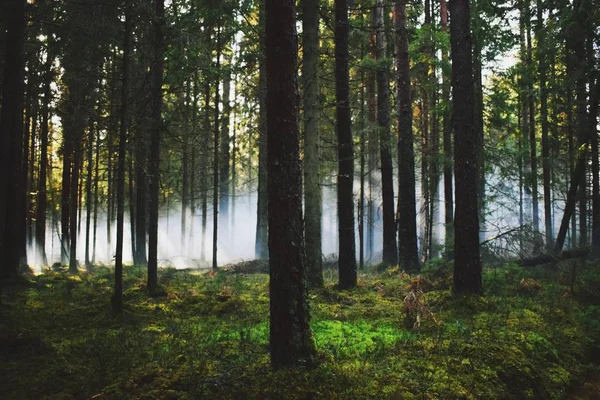 Après Effet Grenade Fumée Dans Forêt Une Incroyable Journée Tir — Photo