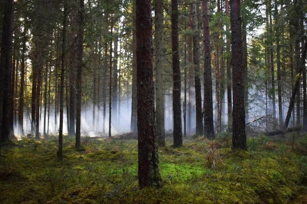 Ormanın içinde sis bombası etkisi sonra. Muhteşem bir gün duman bombaları, farklı renkler ile çekim vardı. Ne zaman güneş ağaçlar ve duman aracılığıyla kırılma oldu inanılmaz bir an yakaladı.