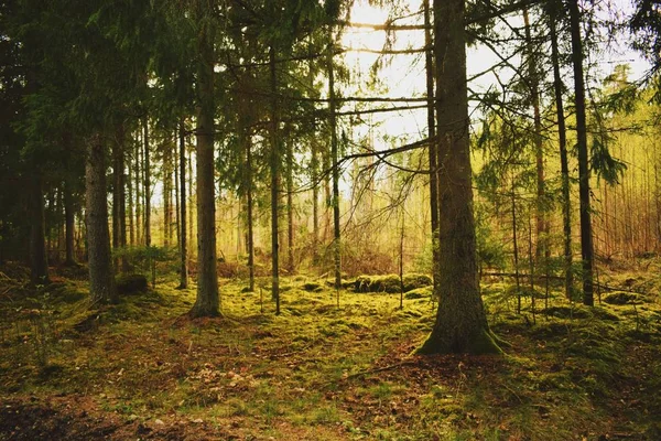 Güneş yavaş yavaş batıyor ve orman sarı boya 