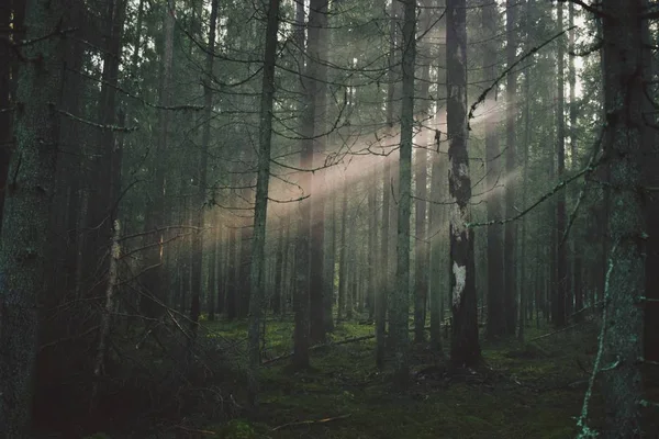 Miután Füst Gránát Hatása Erdőben Volt Egy Csodálatos Nap Forgatás Jogdíjmentes Stock Képek