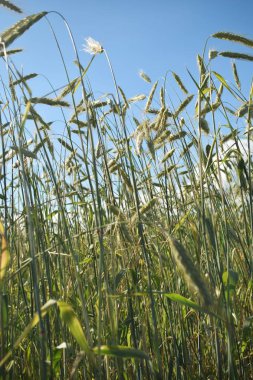 Kırpma alanı güneşli yaz gün