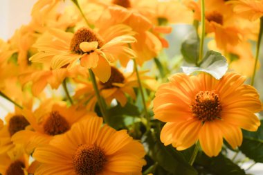 Kadar yakın bir sarı çiçekler.