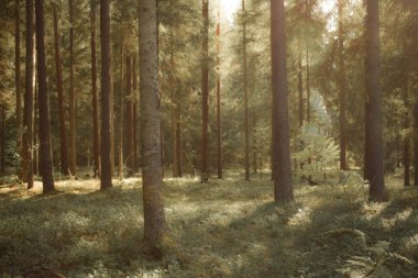 Ormanda ağaçların arasından kırma güneş