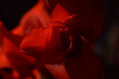 Ed çiçekleri yakın çekim