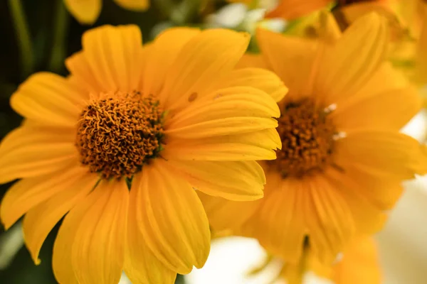 Gula Blommor Nära Upp — Stockfoto