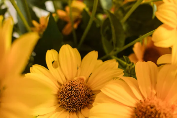 Gelbe Blüten Nahaufnahme — Stockfoto