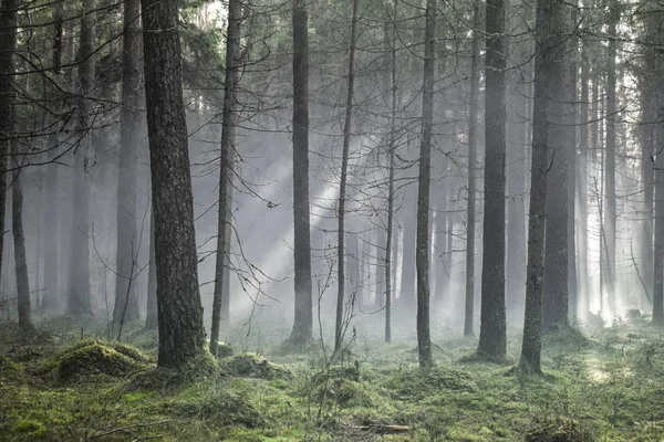 Día Nublado Bosque Poco Espeluznante Pero Todo Increíble —  Fotos de Stock