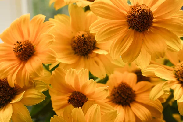 Gele Bloemen Een Close Stockfoto