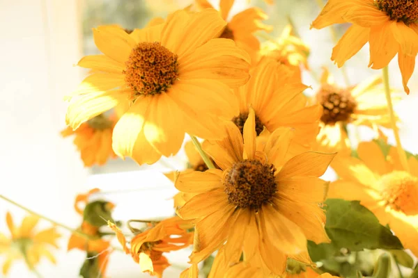 Yellow Flowers Close — Stock Photo, Image