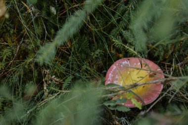 Sonbahar geliyor, ormanda mantar büyüyor