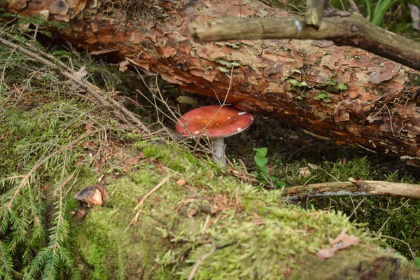 Autumn Comming Mushrooms Growing Forest — Stock Photo, Image