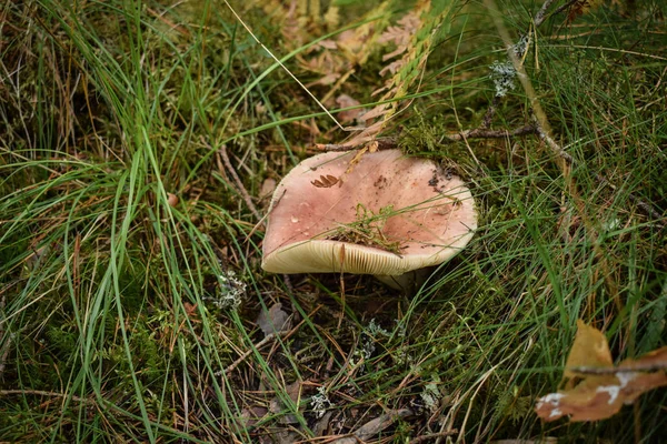 Outono Está Viajando Cogumelos Estão Crescendo Floresta — Fotografia de Stock