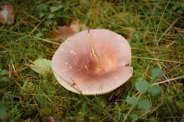 Herbst Naht Pilze Wachsen Wald — Stockfoto