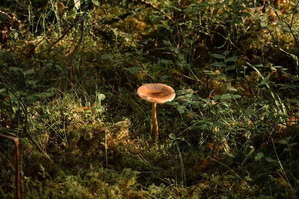 Приближается Осень Лесу Растут Грибы — стоковое фото