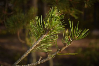 Çam ağacı dalında yakın çekim