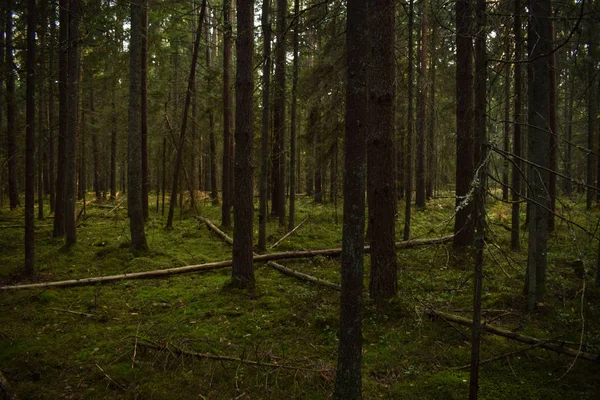 Alberi Nella Foresta — Foto Stock